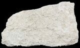 Polished Fossil Brittle Star Mortality Slab - California #56140-2